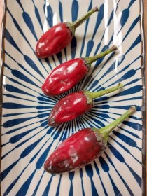 Vámpír paprika - Csípős paprika ritkaságok az Egzotikus Növények Stúdiója kínálatában